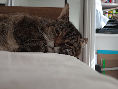 Shirley using her paw as a pillow